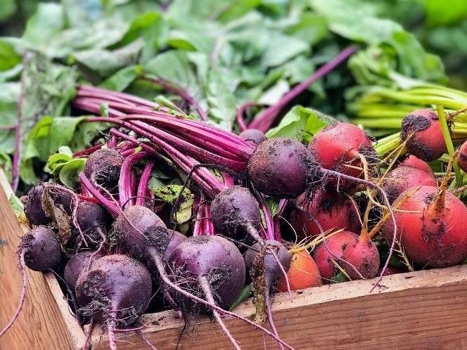 A wooden crate brimming with freshly harvested beets, perfect for a vegan feast. Their deep purple and red skins, accompanied by leafy green tops, hint at nutritional richness. The roots and stems are slightly dusted with dirt, underscoring their farm-fresh appeal.