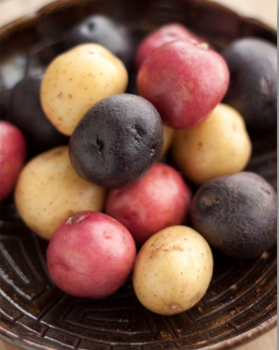 A ceramic dish holds a vibrant medley of small potatoes—red, purple, and yellow—perfect for any vegan feast. These smooth-textured delights are arranged in a casual, overlapping manner, making them an ideal choice for a plant-based dietitians display.
