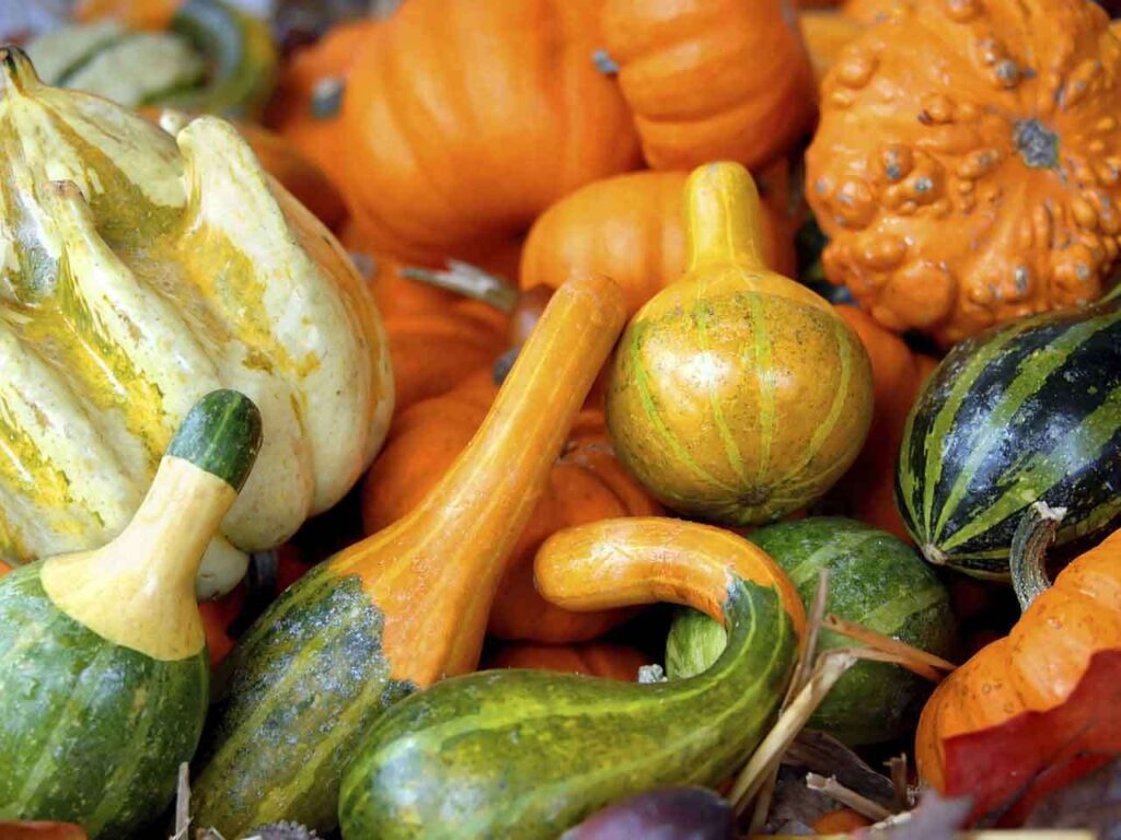 A colorful assortment of gourds and squashes in various shapes and textures, including green, orange, and yellow hues. Perfect for a dietitian-approved, plant-based display, the mix includes smooth and bumpy textures for a vibrant autumnal arrangement.