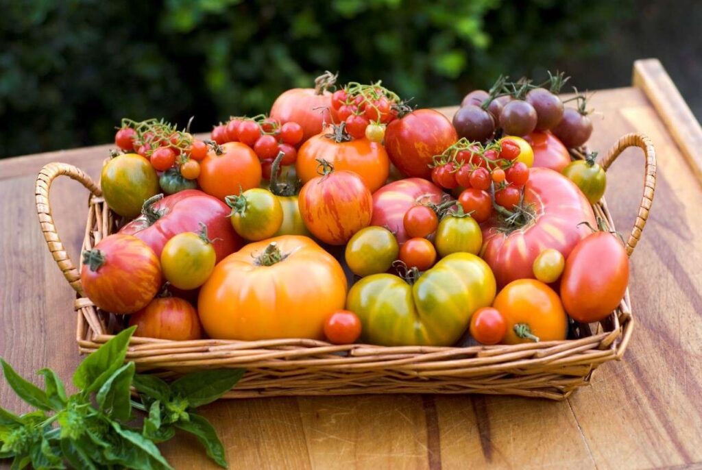 A wicker basket brims with colorful heirloom tomatoes in various sizes and hues—red, orange, yellow, and green. Fresh basil leaves rest beside it on the wooden surface, making an ideal plant-based vegan delight for any dietitians delight.